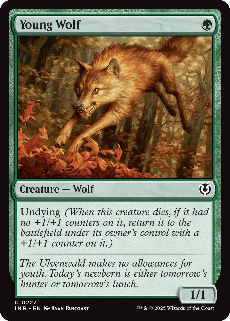 Young Wolf (227) [INR] - MTG Single